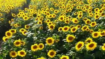 在线观看业火的向日葵,在线观看业火中的向日葵之美 第3张 在线观看业火的向日葵,在线观看业火中的向日葵之美 第3张